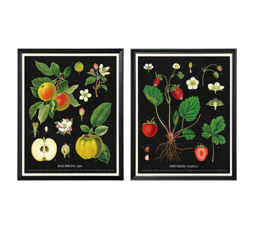 Rama z plakatem, karty botaniczne owoców vintage KNOPPÄNG 505.788.95
