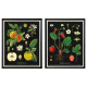 Rama z plakatem, karty botaniczne owoców vintage KNOPPÄNG 505.788.95