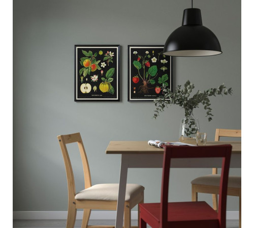 Rama z plakatem, karty botaniczne owoców vintage KNOPPÄNG 505.788.95