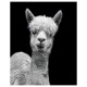 Plakat, Tatsi BILD 504.420.67