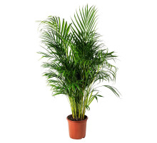 Горшечное растение, арековая пальма DYPSIS LUTESCENS 468.040.05