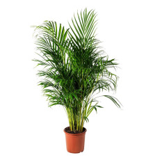 Горшечное растение, арековая пальма DYPSIS LUTESCENS 468.040.05