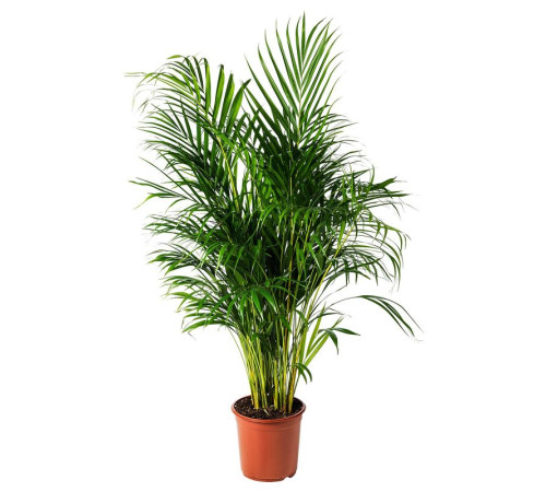 Горшечное растение, арековая пальма DYPSIS LUTESCENS 468.040.05