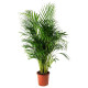 Горшечное растение, арековая пальма DYPSIS LUTESCENS 468.040.05