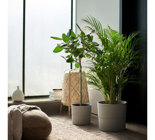 Горшечное растение, арековая пальма DYPSIS LUTESCENS 468.040.05