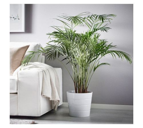 Горшечное растение, арековая пальма DYPSIS LUTESCENS 468.040.05