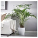 Горшечное растение, арековая пальма DYPSIS LUTESCENS 468.040.05