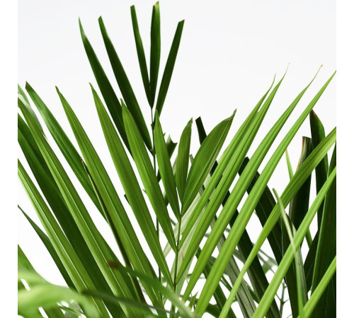Горшечное растение, арековая пальма DYPSIS LUTESCENS 468.040.05