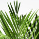 Горшечное растение, арековая пальма DYPSIS LUTESCENS 468.040.05