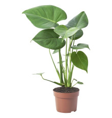 Горшечное растение монстера деликатесная MONSTERA DELICIOSA 505.154.93