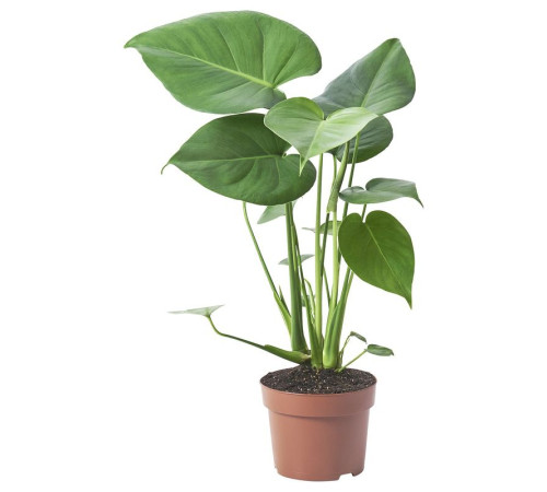 Горшечное растение монстера деликатесная MONSTERA DELICIOSA 505.154.93