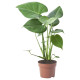 Горшечное растение монстера деликатесная MONSTERA DELICIOSA 505.154.93