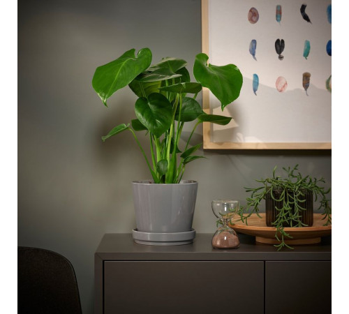 Горшечное растение монстера деликатесная MONSTERA DELICIOSA 505.154.93