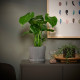 Горшечное растение монстера деликатесная MONSTERA DELICIOSA 505.154.93