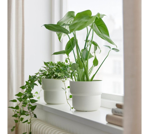 Горшечное растение монстера деликатесная MONSTERA DELICIOSA 505.154.93