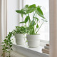 Горшечное растение монстера деликатесная MONSTERA DELICIOSA 505.154.93