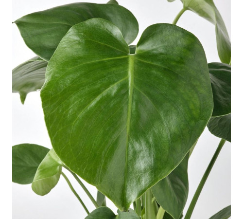 Горшечное растение монстера деликатесная MONSTERA DELICIOSA 505.154.93