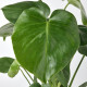 Горшечное растение монстера деликатесная MONSTERA DELICIOSA 505.154.93
