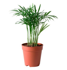 Горшечное растение, пальма CHAMAEDOREA ELEGANS для гостиной 903.927.63