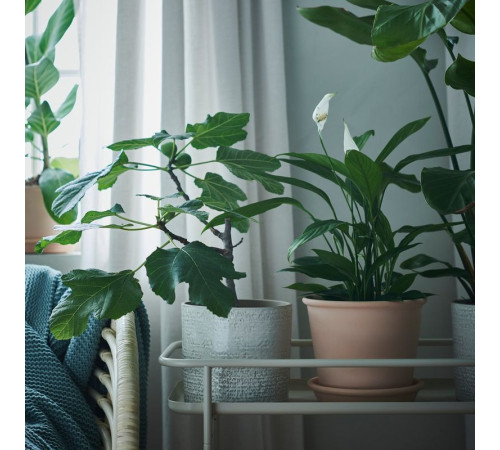 Doniczka z podstawką, do wewnątrz/na zewnątrz terak MUSKOTBLOMMA 304.548.91