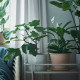 Doniczka z podstawką, do wewnątrz/na zewnątrz terak MUSKOTBLOMMA 304.548.91