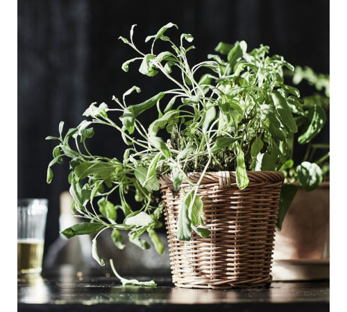 Osłonka doniczki, rattan KAKTUSFIKON 504.548.85