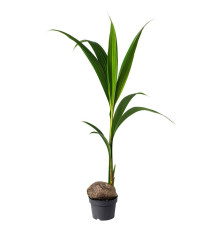 Комнатное растение, кокосовая пальма COCOS NUCIFERA 201.674.85