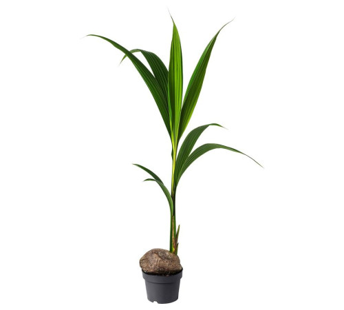 Roślina doniczkowa, orzech kokosowy COCOS NUCIFERA 201.674.85
