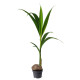 Roślina doniczkowa, orzech kokosowy COCOS NUCIFERA 201.674.85
