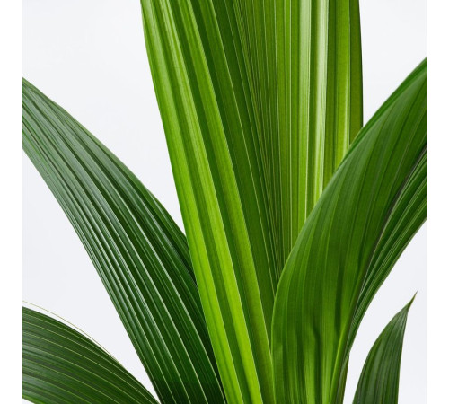 Roślina doniczkowa, orzech kokosowy COCOS NUCIFERA 201.674.85