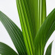 Roślina doniczkowa, orzech kokosowy COCOS NUCIFERA 201.674.85