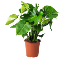 Roślina doniczkowa, monstera dziurawa 303.494.90