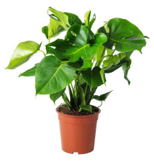 Горшечное растение Monstera perforatum 303.494.90.