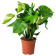 Roślina doniczkowa, monstera dziurawa 303.494.90