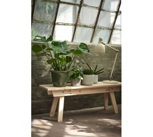 Roślina doniczkowa, monstera dziurawa 303.494.90