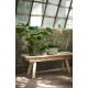 Roślina doniczkowa, monstera dziurawa 303.494.90