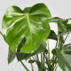 Roślina doniczkowa, monstera dziurawa 303.494.90
