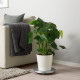 Roślina doniczkowa, monstera dziurawa 303.494.90