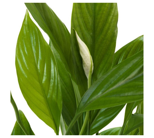 Roślina doniczkowa, Lilia pokoju SPATHIPHYLLUM 168.040.78
