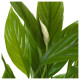 Roślina doniczkowa, Lilia pokoju SPATHIPHYLLUM 168.040.78