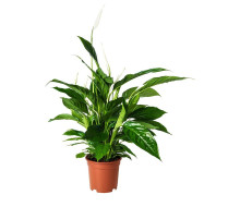Roślina doniczkowa, Lilia pokoju SPATHIPHYLLUM 168.040.78