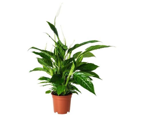 Roślina doniczkowa, Lilia pokoju SPATHIPHYLLUM 168.040.78