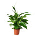 Roślina doniczkowa, Lilia pokoju SPATHIPHYLLUM 168.040.78