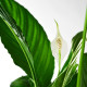 Roślina doniczkowa, Lilia pokoju SPATHIPHYLLUM 168.040.78