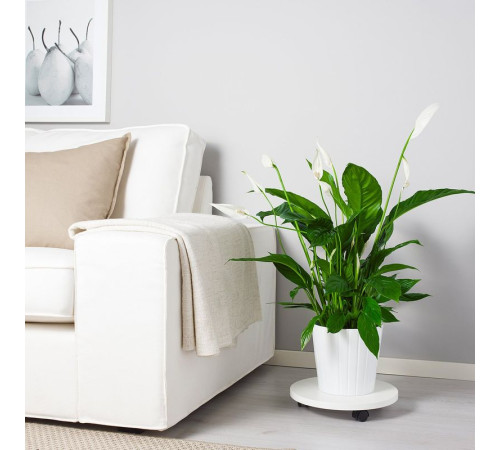 Roślina doniczkowa, Lilia pokoju SPATHIPHYLLUM 168.040.78