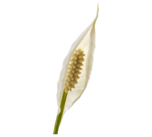 Roślina doniczkowa, Lilia pokoju SPATHIPHYLLUM 601.449.01