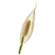 Roślina doniczkowa, Lilia pokoju SPATHIPHYLLUM 601.449.01