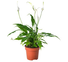 Горшечное растение, спатифиллум SPATHIPHYLLUM 601.449.01