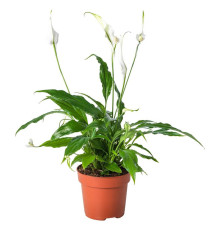 Roślina doniczkowa, Lilia pokoju SPATHIPHYLLUM 601.449.01