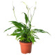 Roślina doniczkowa, Lilia pokoju SPATHIPHYLLUM 601.449.01